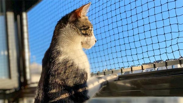 Pets nets