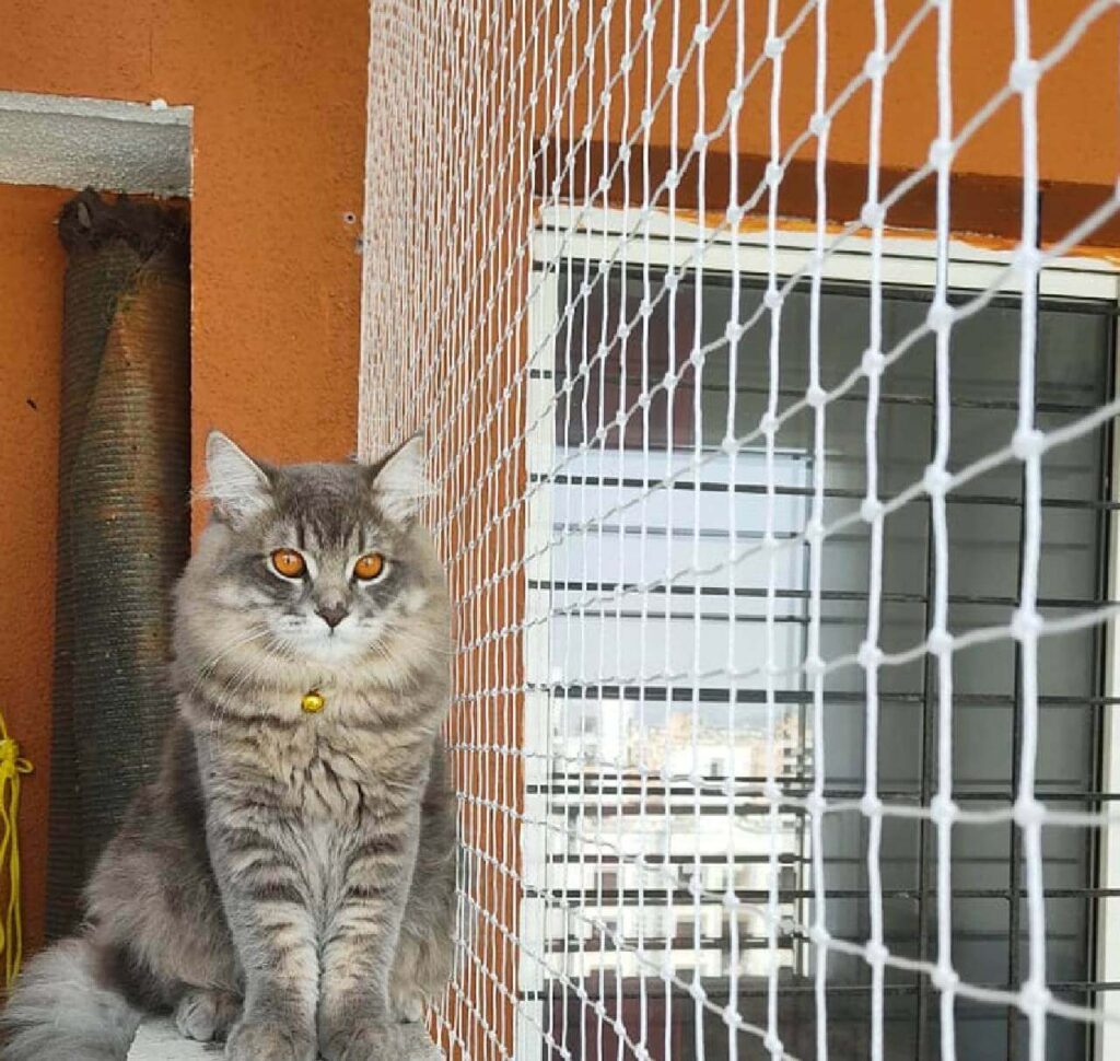 Pet nets