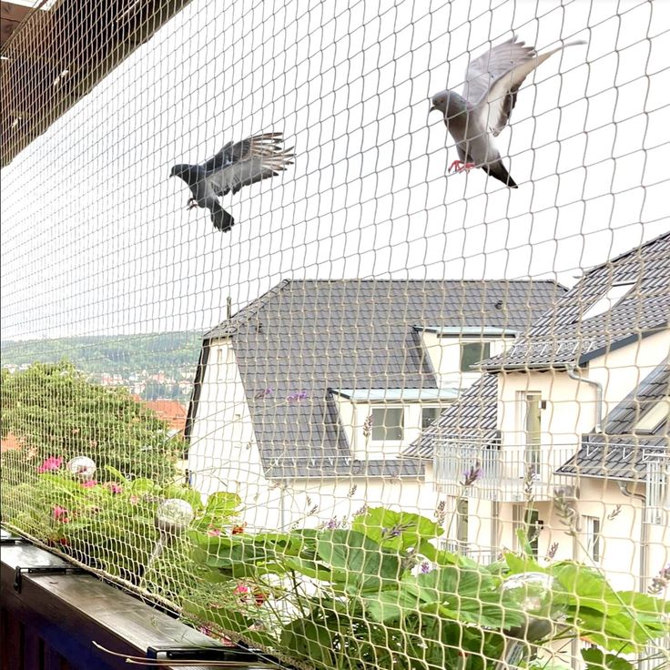 Pigeon nets
