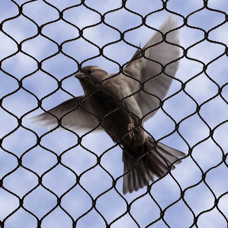Bird nets